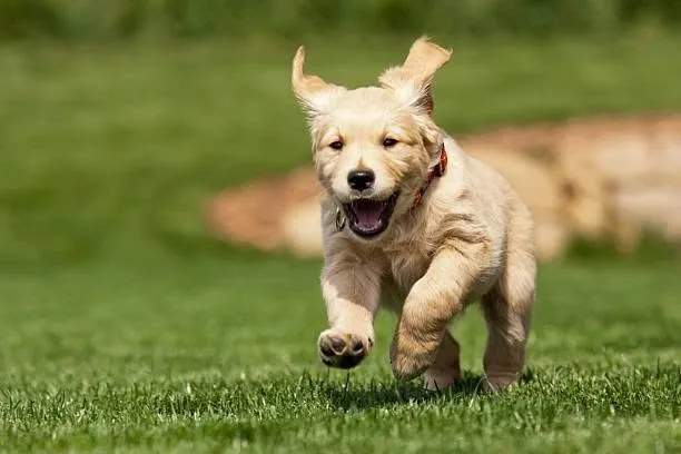 Puppy running across a healthy green lawn