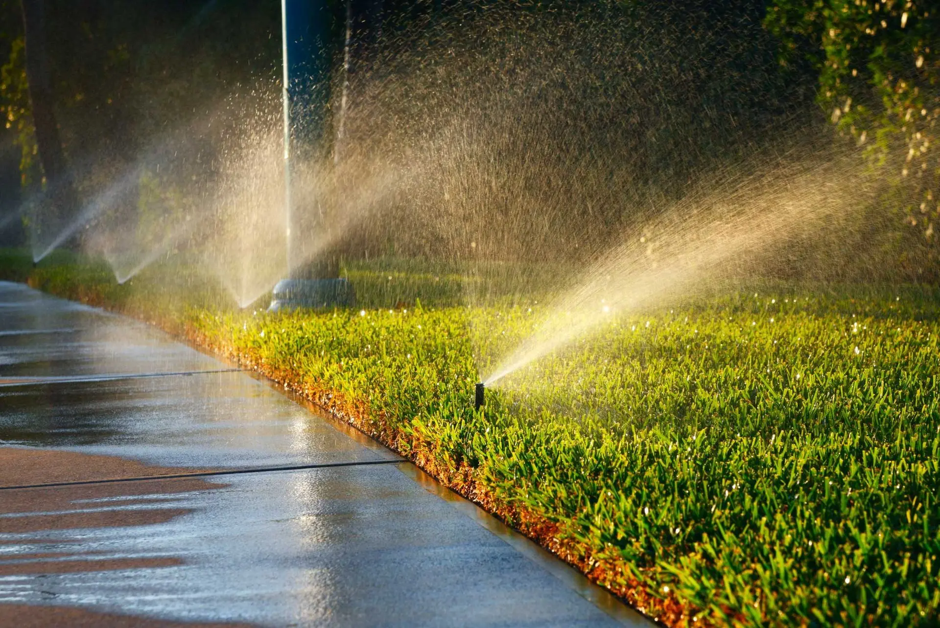 Sprinklers watering a green lawn beside a wet sidewalk at golden hour